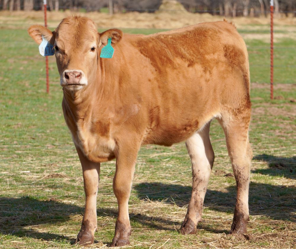 Full Blood Akaushi Heifer ABN#: 4171 /999F